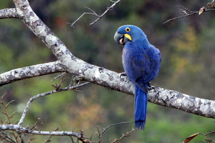 Imagem do Arara Azul
